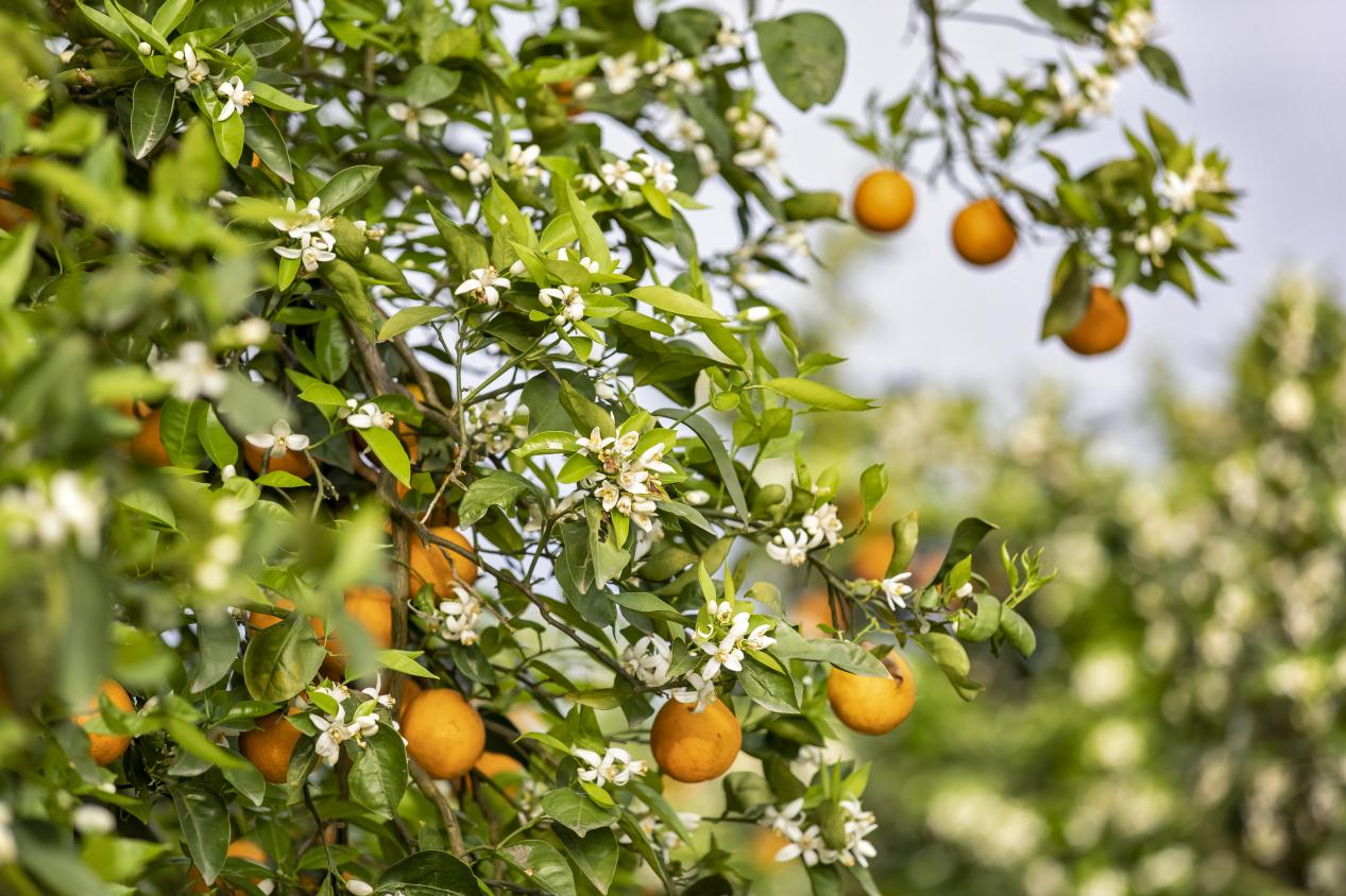 重庆忠县已形成柑橘完整产业链：从一粒种子到一杯橙汁再到护肤品(图1)